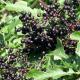 Vera e elderberry: receta për likerin e bërë në shtëpi