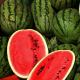 Výhody a poškození melounu pro zdraví těla Mohou melouny